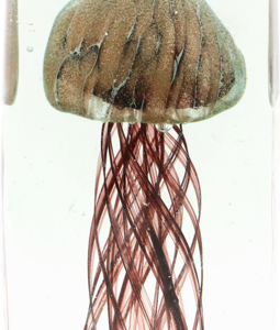 6305 PRESSE-PAPIER MYSTIC MEDUSA